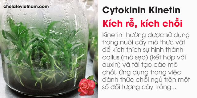 Cytokinin Kinetin 99% (Kích rễ, kích chồi trong nuôi cấy mô...)